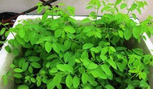Việt Nam có loại rau rẻ như cho giàu canxi hơn sữa, nhiều vitamin C gấp 4 lần cam: Bạn đoán ra rau gì không?