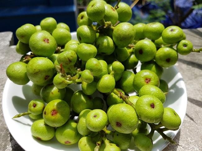 1 loại quả mọc đầy bờ ao Việt nhưng với gan còn quý hơn cả nhân sâm, chống ung thư, hạ đường huyết "cực giỏi" - Ảnh 5.