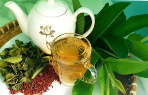 Lời khuyên dành cho tất cả những người hay uống nước lá ổi!