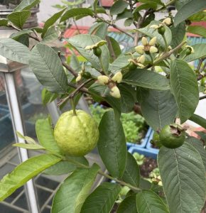 Lời khuyên đến tất cả các gia đình đang trồng cây ổi