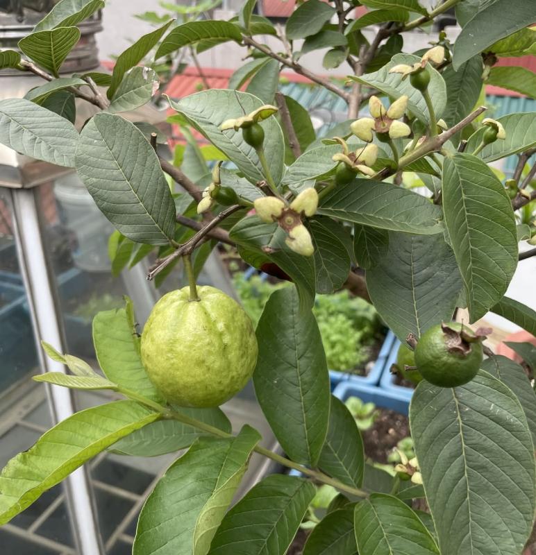 Lời khuyên đến tất cả các gia đình đang trồng cây ổi - Ảnh 1.