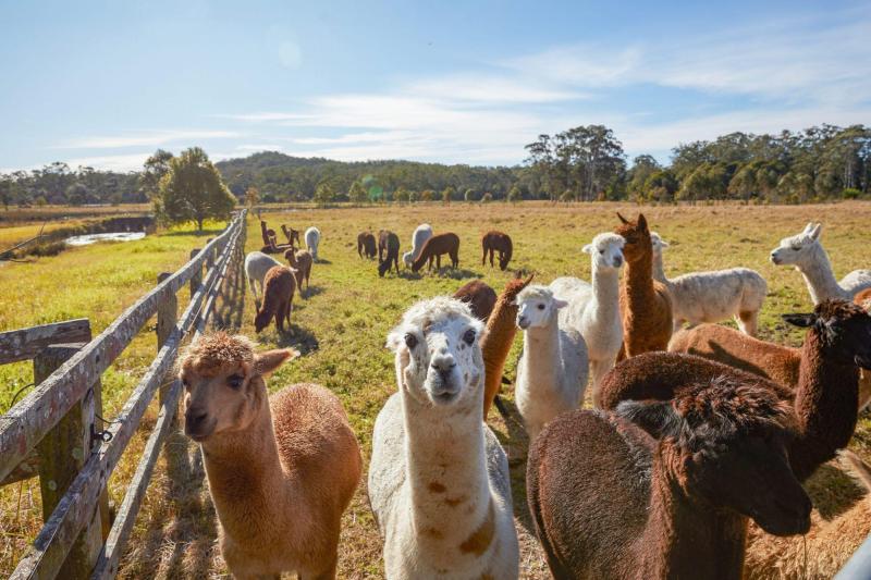Đi Úc mà chỉ ở Sydney thì phí, khám phá ngay 3 vùng đất đẹp “nín thở” tại New South Wales - Ảnh 5.