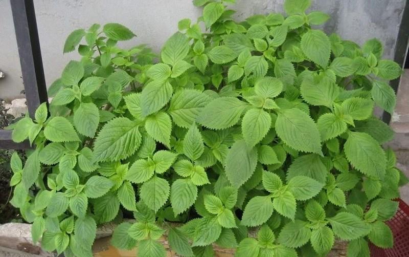 Tin vui cho những người thích ăn rau kinh giới!- Ảnh 1.