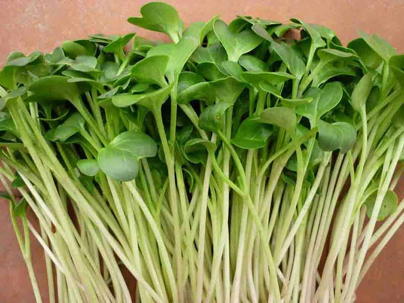 Chợ Việt sẵn 5 loại rau là "vua thải độc gan", càng ăn càng đốt mỡ, chống già - Ảnh 1.