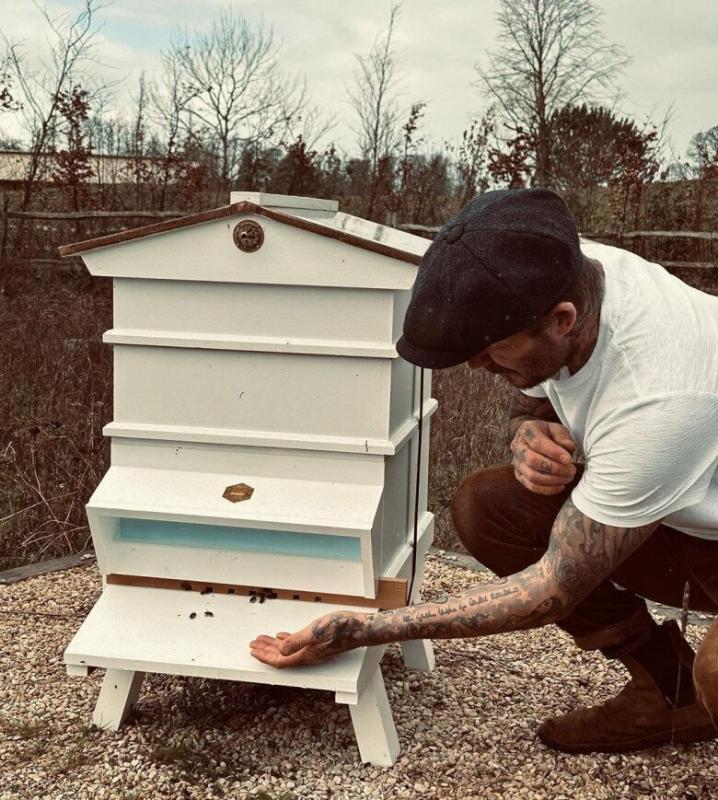 Đàn ong của David Beckham- Ảnh 2.