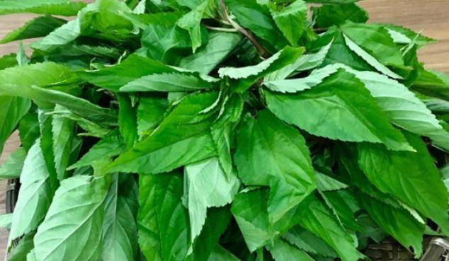 Loại rau ở Việt Nam mọc um tùm như cỏ, ở Nhật Bản được ví như "nhân sâm xanh" - Ảnh 2.
