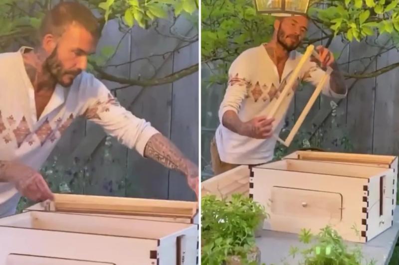 Đàn ong của David Beckham- Ảnh 1.