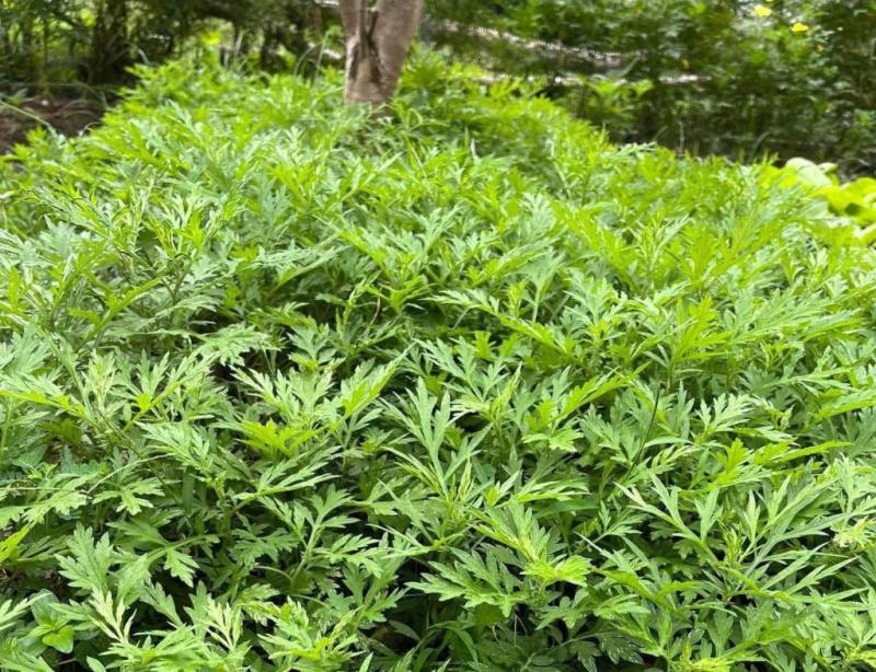 Việt Nam có loại “rau thượng hạng”: Cực ít thuốc trừ sâu, vài nghìn cả bó nhưng lợi ích sức khỏe nhiều đến giật mình - Ảnh 1.